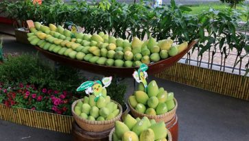 Protecting the Geographical Indication “Cao Lanh” for mango products