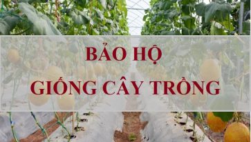 Tư vấn bảo hộ giống cây trồng